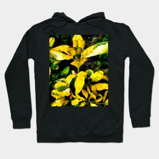 Stocksom Specimen 1 Hoodie